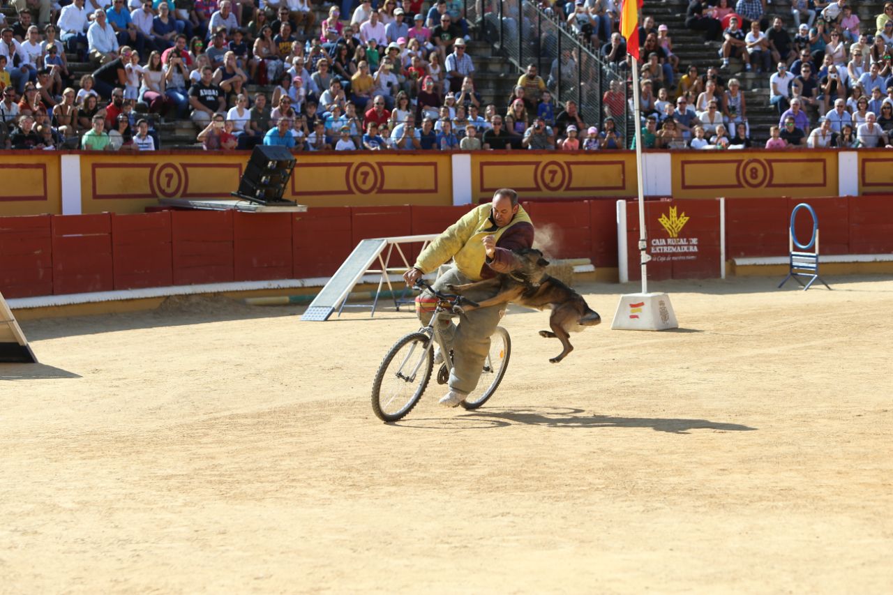 Exhibición canina en la Plaza de Toros. En primer plano un perro intentando derribar un hombre en bicicleta.