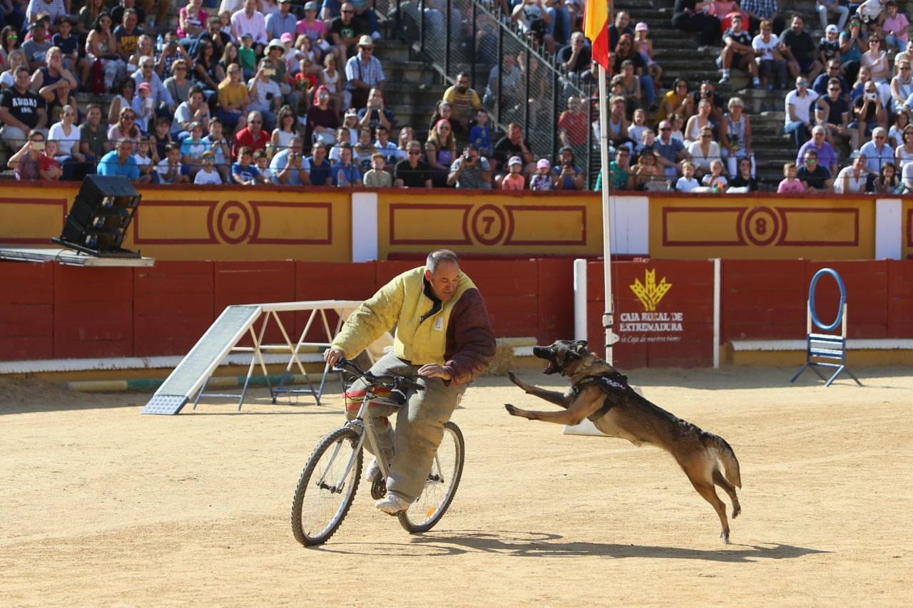 Exhibición canina en la Plaza de Toros. En primer plano un perro saltando hacia un hombre en bicicleta.