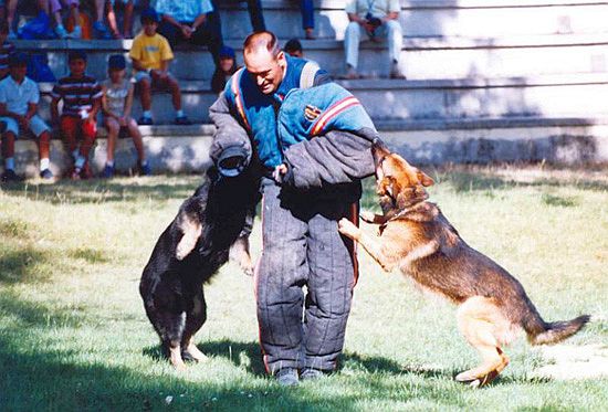 En una exhibición para niños, un policía con protecciones especiales, es mordido en los brazos por dos perros para su detención.