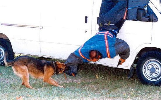 En una exhibición, un policía con protecciones especiales, es mordido en el brazo por un perro que lo saca de un vehículo por la ventanilla.