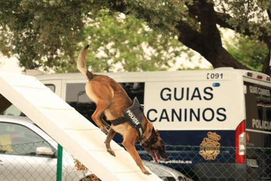 Un perro de la Unidad de Guías Caninos baja una rampa de un circuito de agilidad. Al fondo se observa un vehículo de Guías Caninos.