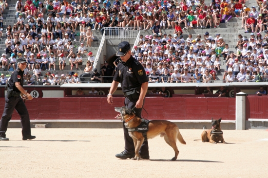 Exhibición a menores en una plaza de toros, dos policías Nacionales de la Unidad de Guías Caninos con sus respectivos perros, realizando ejercicios.