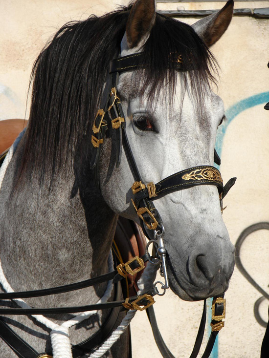 Imagen de la cabeza de un caballo Tordo de la Policía Nacional,  con un un arnés de color negro con adornos en color oro.
