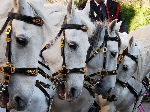 Imagen de cinco caballos de la Policía Nacional en formación, con arneses negros adornados con motivos en color oro.