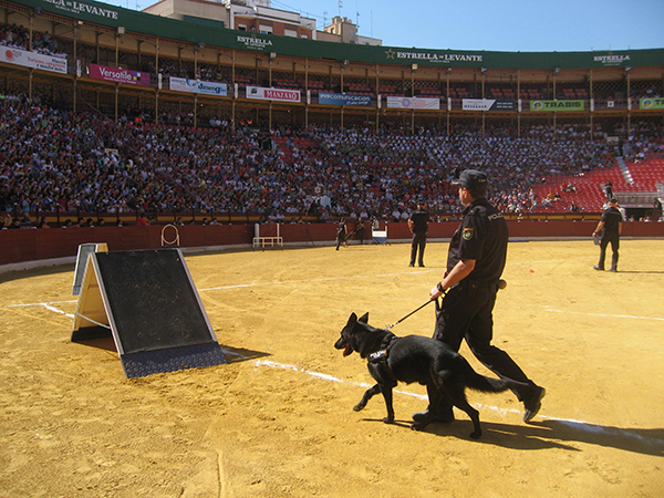 Perro policía de color negro, junto a su guía uniformado, realizando exhibición en circuito de agilidad instalado en el ruedo de la plaza de toros.