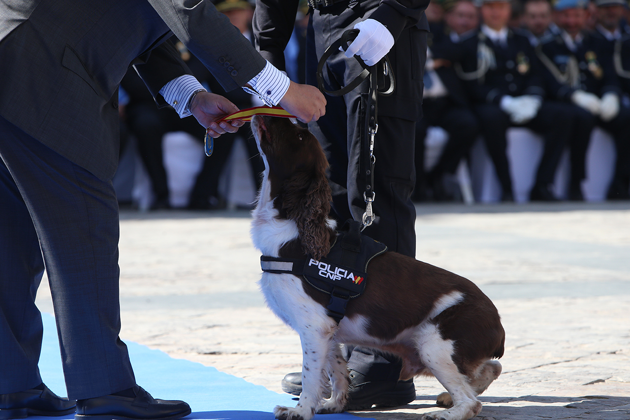Hombre uniformado haciendo entrega de reconocimiento oficial (medalla) a uno de los perros de la Policía Nacional.