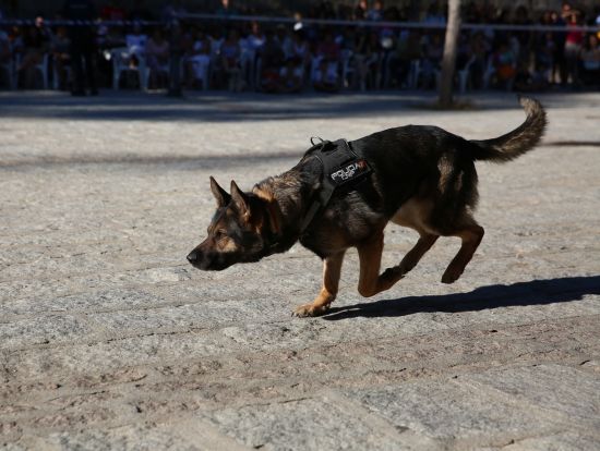 Primer plano corriendo de un perro de la Policía Nacional.