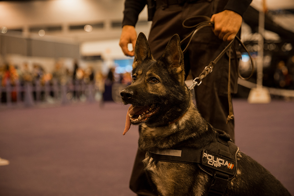 Plano de la cara de perro de la Policía Nacional que permanece sentado junto a su guía.