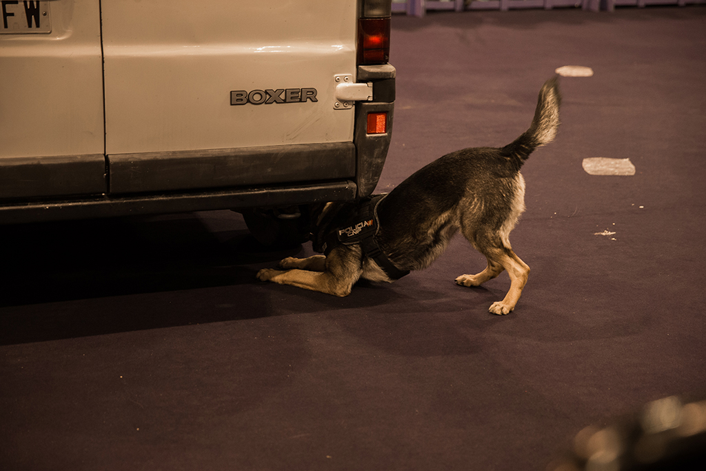 Perro de la Policía Nacional buscando debajo de una furgoneta, durante la exhibición de la Unidad de Guías Caninos.