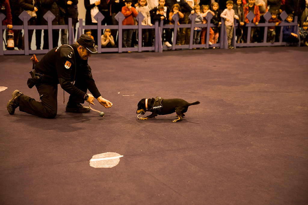 Guía canino con su perro dentro de las actuaciones en la exhibición de la Unidad de Guías Caninos
