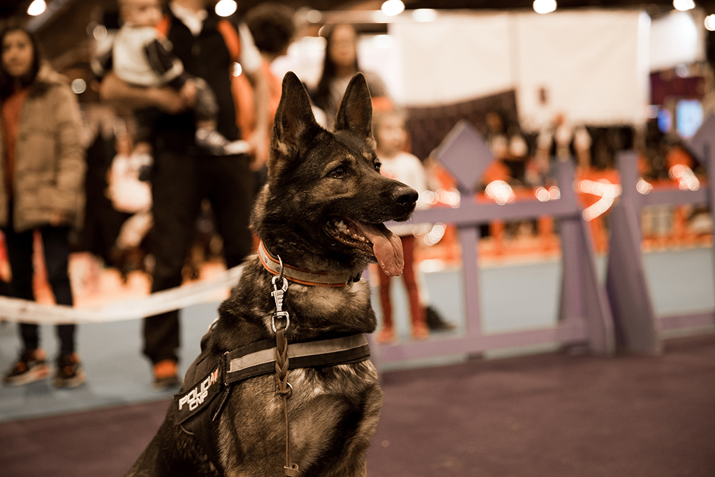 Perro de la Policía Nacional en posición de alerta, durante la exhibición de la Unidad de Guías Caninos