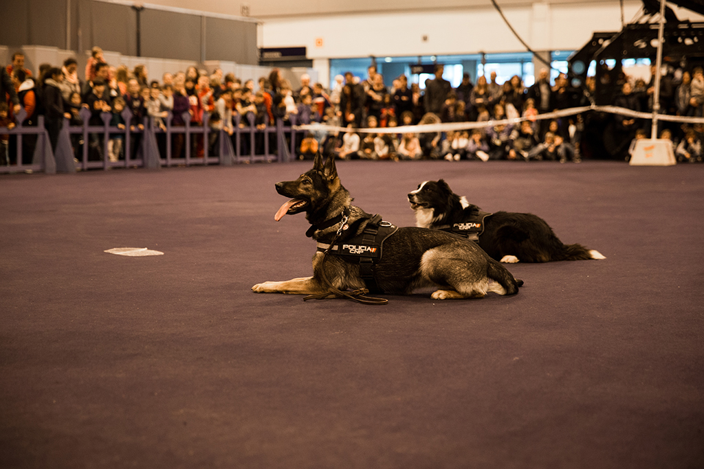 Dos perros de la Policía Nacional esperando ordenes dentro de la exhibición de la Unidad de Guías Caninos