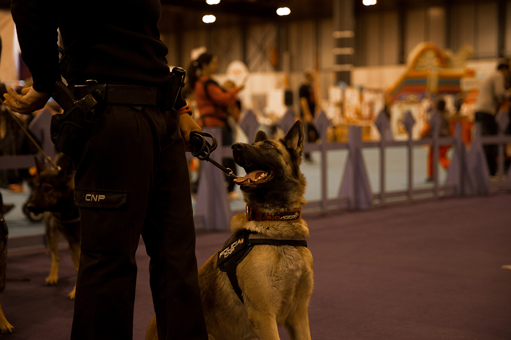 Perro de la Policía Nacional sentado,  mirando a su guía, esperando que le den una orden.