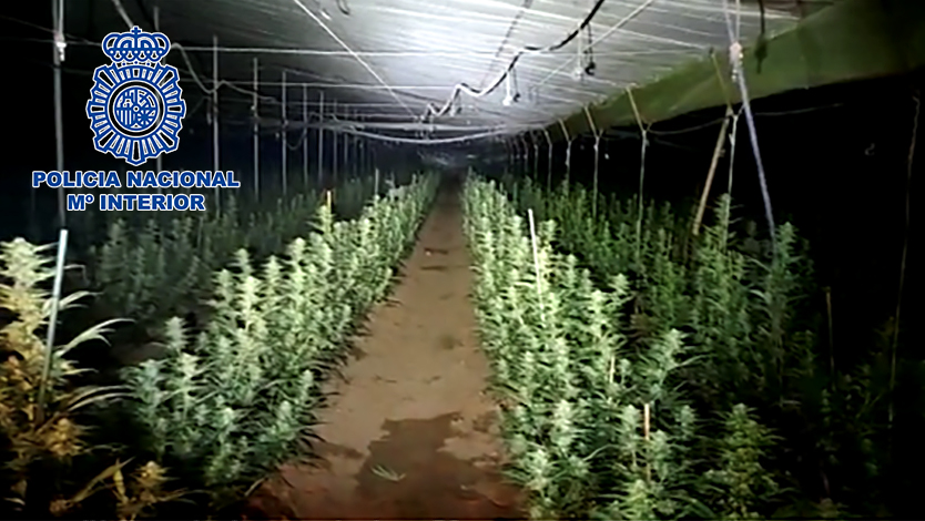 Plantación de marihuana desmantelada