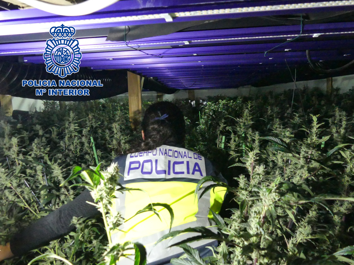 Una Policia caminant entre una plantació de marihuana