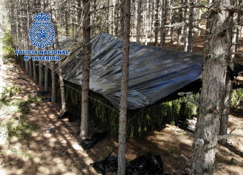 Plantación de Marihuana, cubierta por unos toldos, situada entre árboles