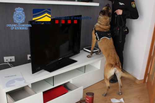 Perro de la policía con su guía, apoyado con las patas delanteras en mueble con televisión