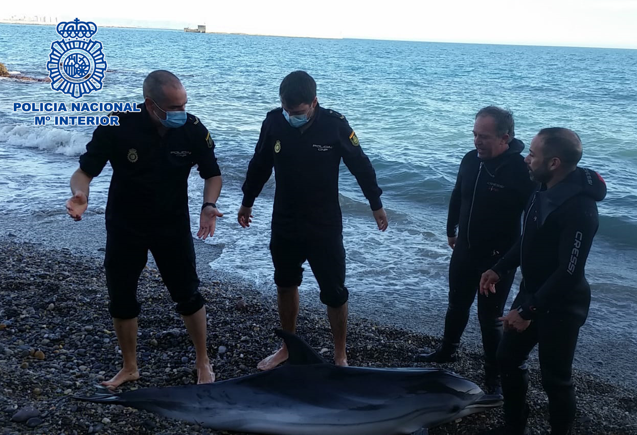 Policía de pie en la playa con delfín